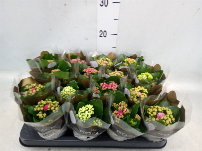 <h4>Kalanchoe blos. 'RoyalDon'   ..mix</h4>