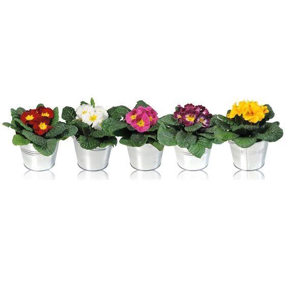 <h4>Primula Ac Gemengd Zink Emmer</h4>