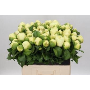 Paeonia Lemon Chiffon