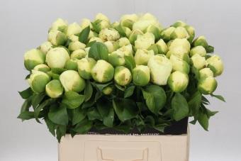 <h4>Paeonia Lemon Chiffon</h4>