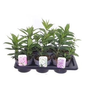 Phlox paniculata mix