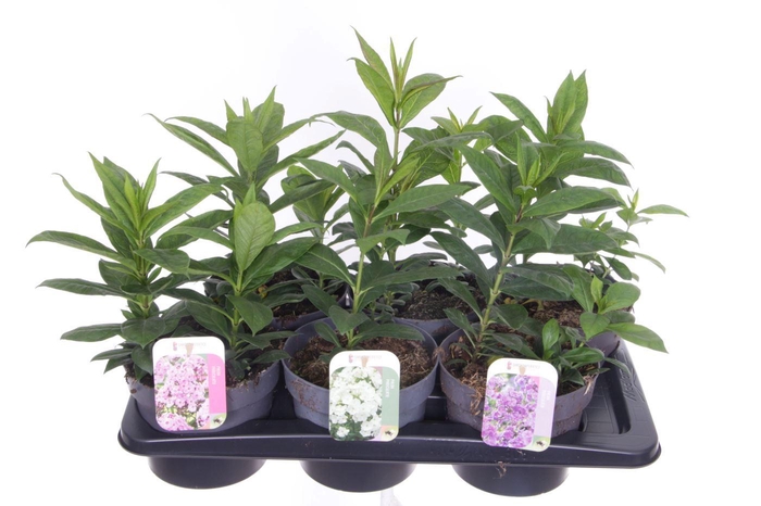 <h4>Phlox paniculata mix</h4>