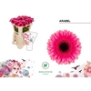 Gerbera MI 'Kirstey'