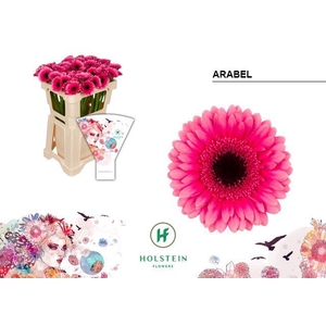 GERBERA MI 'ARABEL'