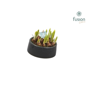 Keramiek tolpot met narcis