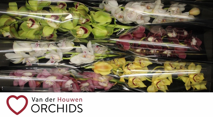 <h4>70 cm gemengd.</h4>