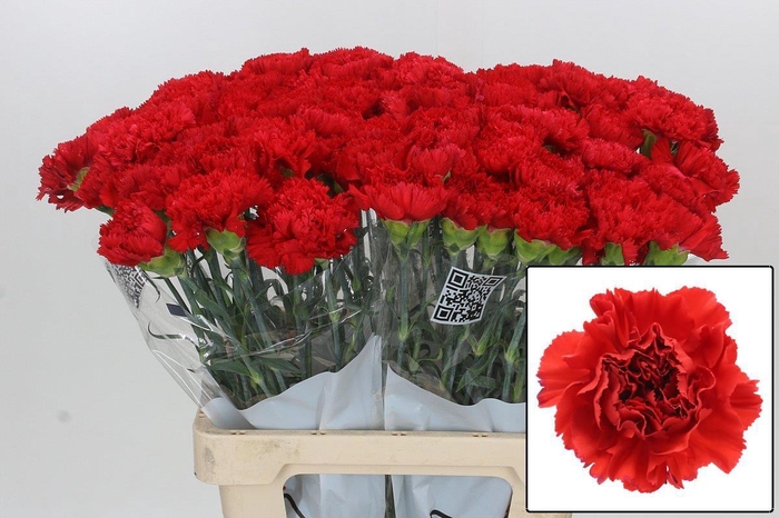 <h4>DI ST GENNARO</h4>