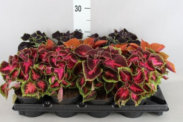 <h4>Plectranthus col.   ...mix</h4>