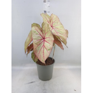 Caladium   ...
