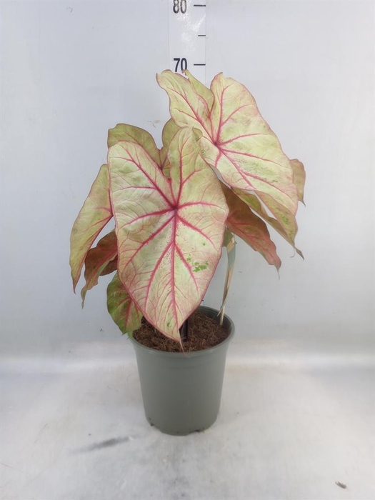 <h4>Caladium   ...</h4>