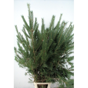 PINUS ALASKA 180CM PER STEM