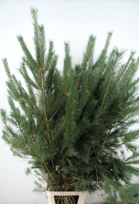 <h4>PINUS ALASKA 180CM PER STEM</h4>