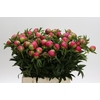 Paeonia Coral Charm