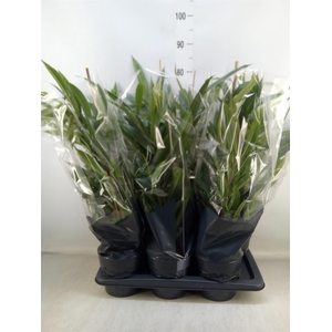 Ficus binn. 'Amstel King'