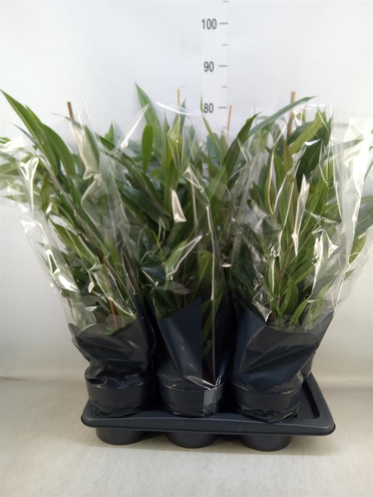 <h4>Ficus binn. 'Amstel King'</h4>