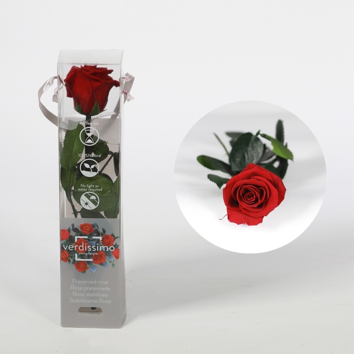 <h4>Roos op steel mini 27,5cm Burgundy</h4>