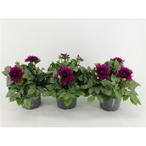 Dahlia Dalina Maxi Castillo