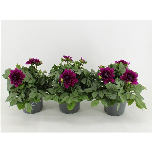 <h4>Dahlia Dalina Maxi Castillo</h4>