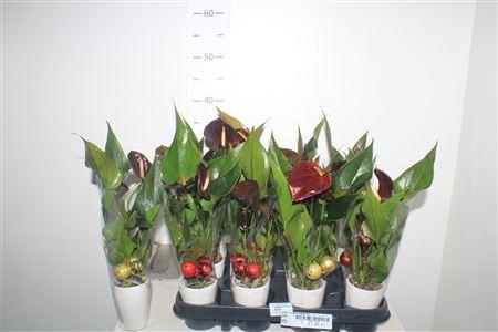 <h4>Anthu A Paris Black 4+ Ceramic + Decoratie</h4>