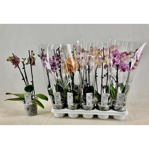 PHAL GEM