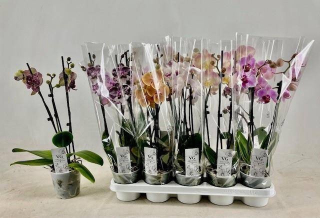 <h4>PHAL GEM</h4>