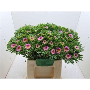 Callistephus Mats Pink