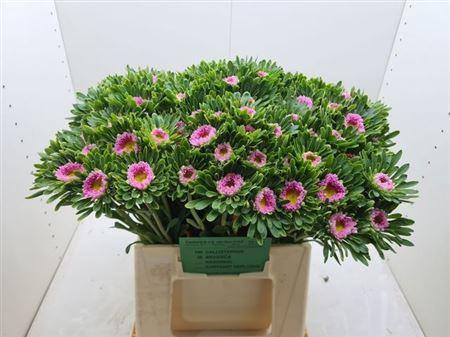 <h4>Callistephus Mats Pink</h4>