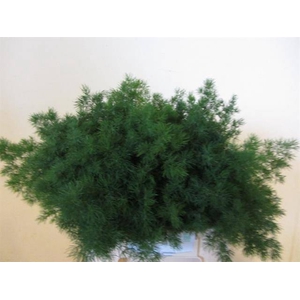 Asparagus Umbellatus X50 HPK