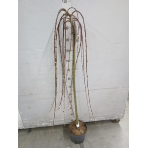 Salix caprea 'Kilmarnock'