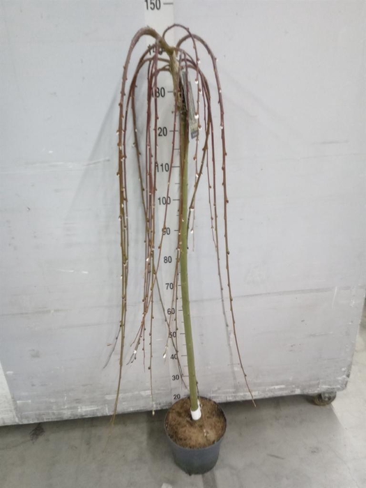 <h4>Salix caprea 'Kilmarnock'</h4>