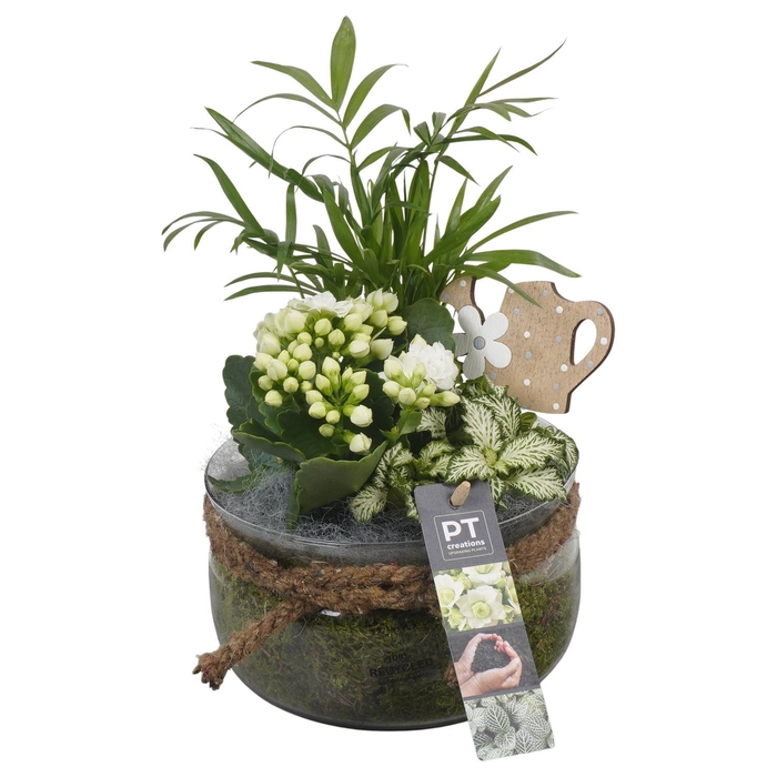 <h4>Arr.   Planten L%</h4>