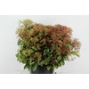 PHOTINIA RED ROBIN BLOEI 300GR
