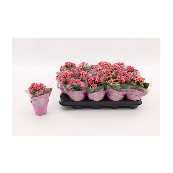 <h4>Kalanchoe Double, Le Chic Weaver</h4>