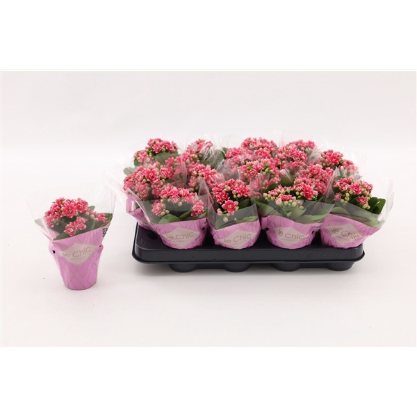 <h4>Kalanchoe Double, Le Chic Weaver</h4>