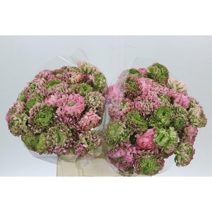 Ranunculus Pon Pon Aurora