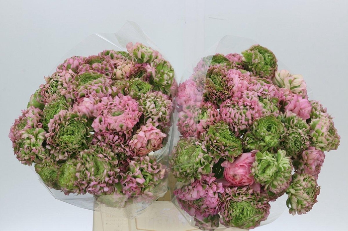 <h4>Ranunculus Pon Pon Aurora</h4>