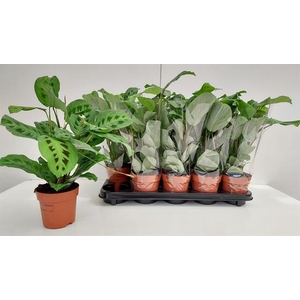 Maranta Leuconeura Kerchoveana 12Ø 29cm