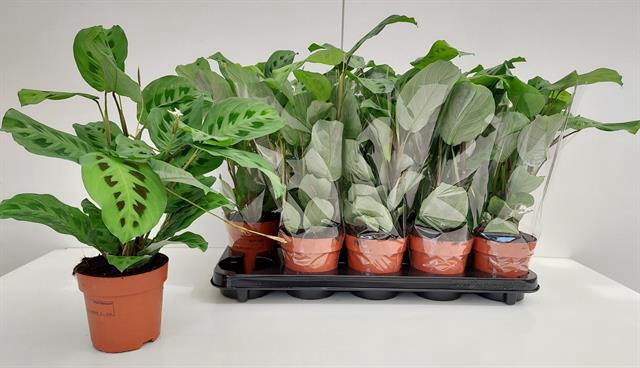 Maranta Leuconeura Kerchoveana 12Ø 29cm
