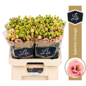 Eust Dub Sabrina Orange