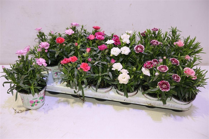 <h4>Dian Gemengd</h4>