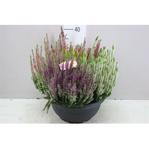 Calluna Schaal High Five Xl