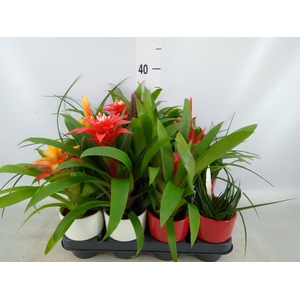 Bromelia   ...mix