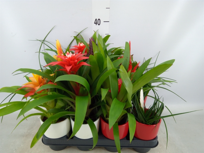 <h4>Bromelia   ...mix</h4>