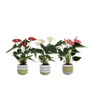 Anthurium 3 color mix in Alice ceramics