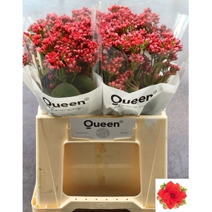 KAL PRETT RED MEADOW