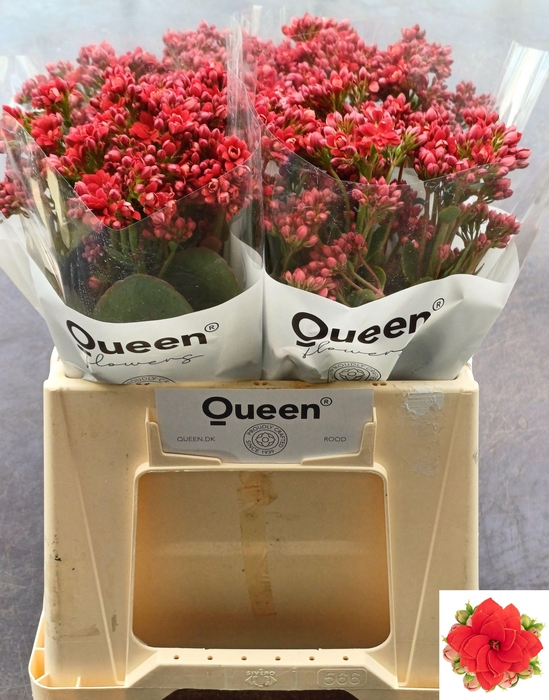 <h4>KAL PRETT RED MEADOW</h4>