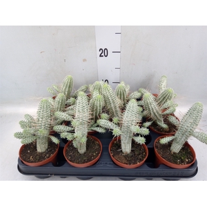 Euphorbia mammillaris