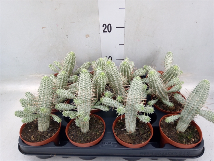 <h4>Euphorbia mammillaris</h4>