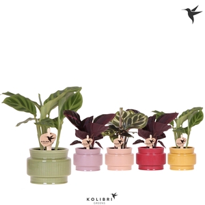 Kolibri Greens Calathea mix in Allure pot mix