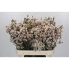 Chamelaucium Moonlight Delight